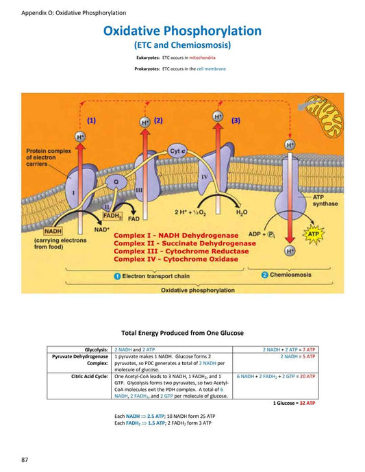 MCAT Updated Review Sheets 2023 for Comprehensive Exam Preparation